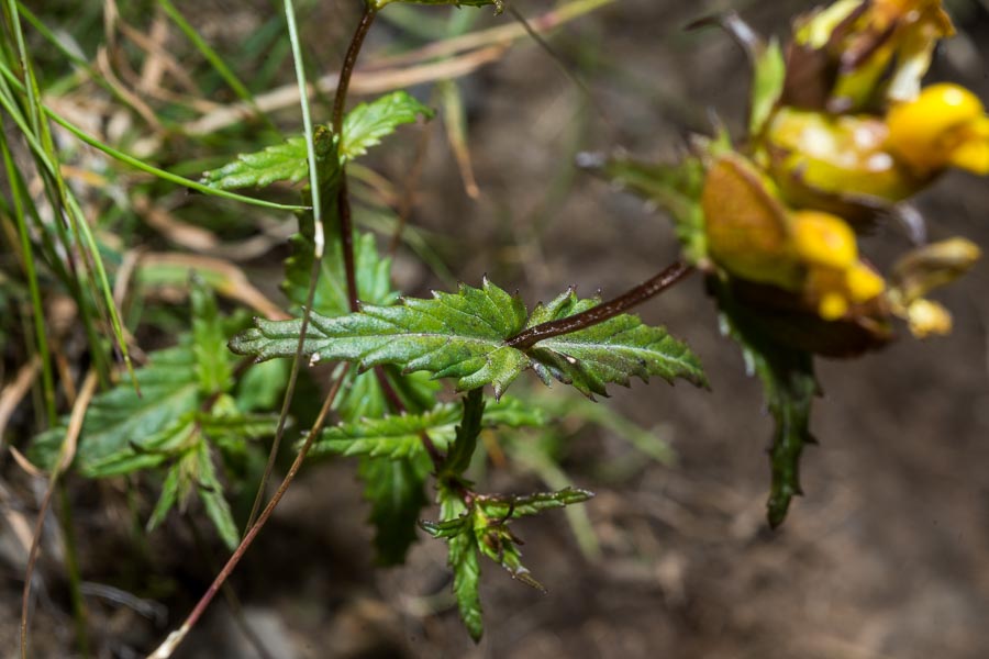 Rhinanthus personatus